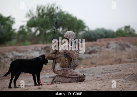 A US Marine pauses to check a road for IED's with his bomb dog, Cena, April 9, 2012 in Afghanistan. Stock Photo