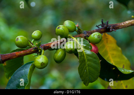 Coffee beans, Highlands, Papua New Guinea, Pacific Stock Photo