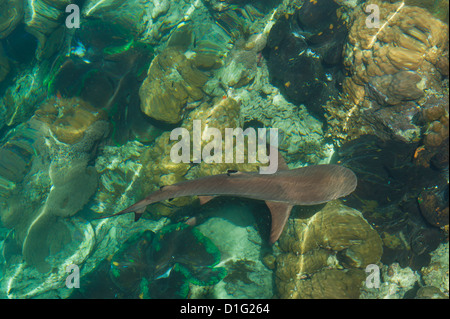 Black tipped sharks in the crystal clear waters of the Marovo Lagoon, Solomon Islands, Pacific Stock Photo