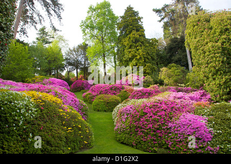 Azaleas in spring bloom, gardens of Villa Carlotta, Tremezzo, Lake Como, Lombardy, Italian Lakes, Italy, Europe Stock Photo