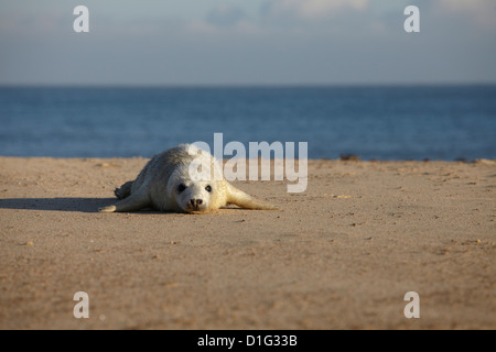 A seal pup on the beach at Winterton, Norfolk, England, United Kingdom, Europe Stock Photo