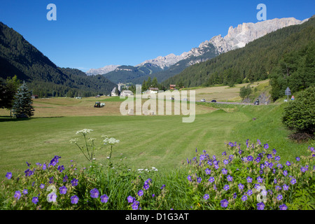 Hay field near Canazei, Canazei, Trentino-Alto Adige, Italy, Europe Stock Photo