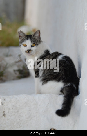 Tabby and White, sitting on a step, Greece, Dodecanese Island, Non-pedigree Shorthair, felis silvestris forma catus, domesticus Stock Photo
