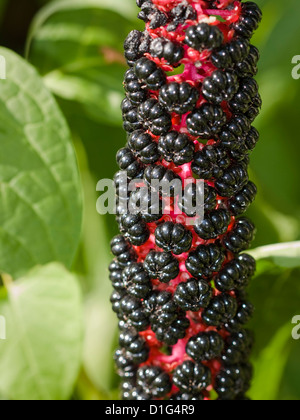 Tall North American plant, Phytolacca americana, that has juicy purple berries, and a poisonous purple root used medicinally Stock Photo