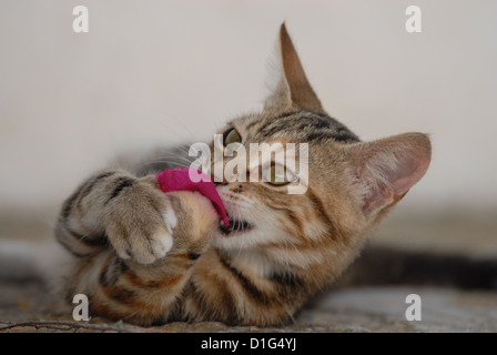 Tortie Tabby (Torbie) and White, is lying on a rocky step, playing with a blossom of Bougainvillea, Greece, Dodecanese Island,