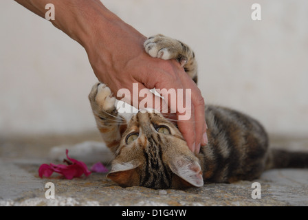 Tortie Tabby (Torbie) and White, is lying on a rocky step, playing with a hand, Greece, Dodecanese Island, Non-pedigree Stock Photo