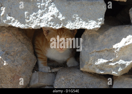 Red Tabby and White, portrait, Greece, Dodecanese Island, Non-pedigree Shorthair, felis silvestris forma catus, domesticus Stock Photo