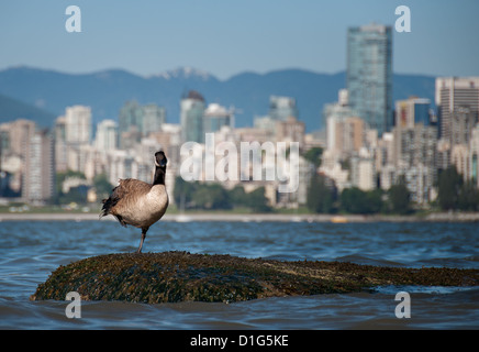 Canadian goose looking in front of Vancouver skyline Stock Photo