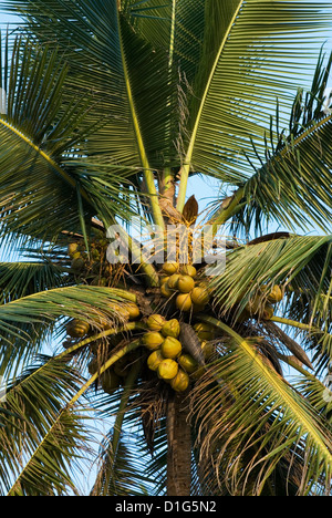 Coconut Tree, Goa, India Stock Photo - Alamy