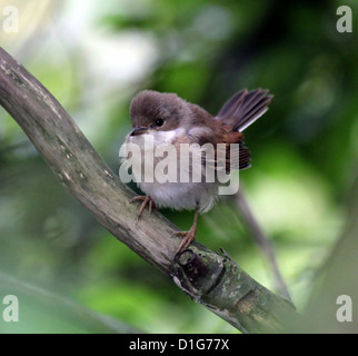 Juvenile common Whitethroat (Sylvia communis) posing on a branch Stock Photo
