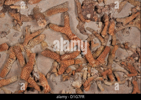 Coral reef fossil, Devonian, Payson, Arizona, Usa Stock Photo