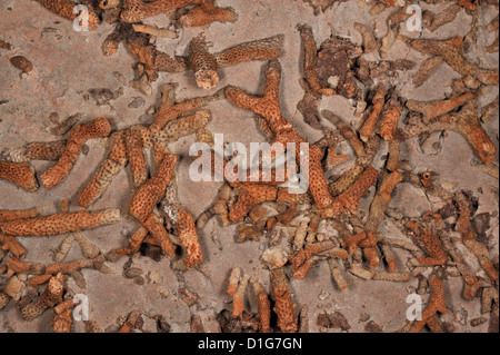 Coral reef fossil, Devonian, Payson, Arizona, Usa Stock Photo