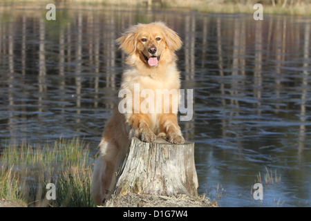 Hovawart dog adult blond blond laying on a strain face water nature Stock Photo