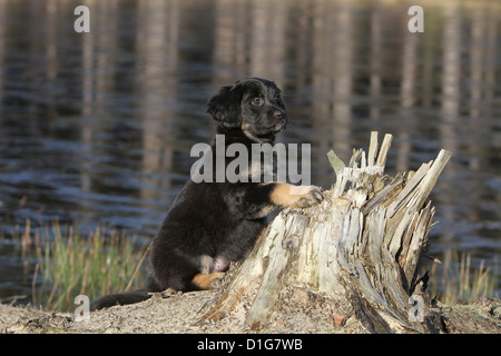 Hovawart black and tan Dog chien puppy stand standing blonde in nature puppies standing on a tree, tree trunk Stock Photo