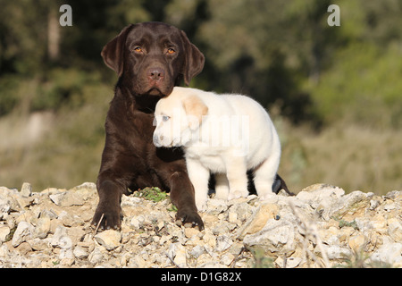 dog Labrador Retriever young puppy brown yellow adult and puppy lovely caress cute two Stock Photo