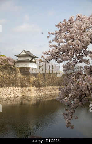 Look out tower on the wall of the moat surrounding Osaka Castle with cherry blossom in the foreground, Osaka, Japan. Stock Photo