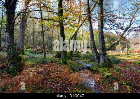 A brook winds its way through ancient woodland at Bolderwood in the New Forest National Park Stock Photo