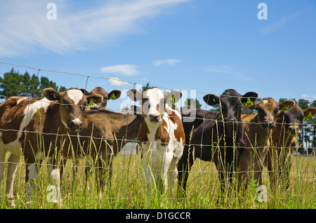 A group of young calves in a field stare inquisitively from behind the fence, Canterbury, South Island, New Zealand. Stock Photo