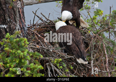 Bald Eagles (Haliaeetus leucocephalus) 2 adults on nest in Douglas Fir tending to eaglets at Denman Island, BC,Canada in May Stock Photo