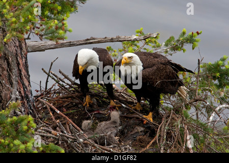 Bald Eagles (Haliaeetus leucocephalus) 2 adults on nest in Douglas Fir tending to eaglets at Denman Island, BC,Canada in May Stock Photo