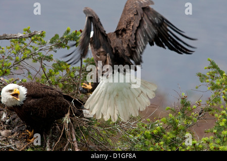 Bald Eagles (Haliaeetus leucocephalus) 2 adults on nest in Douglas Fir tending to eaglets at Denman Island, BC,Canada in May Stock Photo