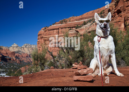 White German Shepherd at the top of the Vista Trail in Sedona, with Boynton Canyon in the background Stock Photo