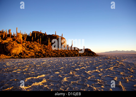 Cacti at sunset on Isla de los Pescadores and salt flats, Salar de Uyuni, Southwest Highlands, Bolivia, South America Stock Photo