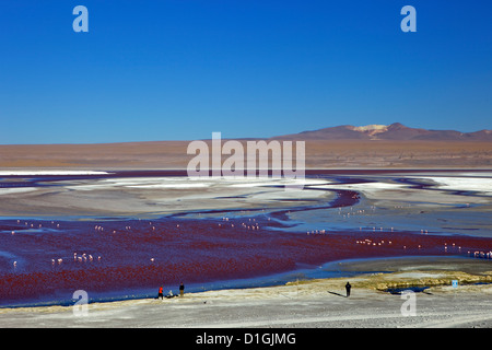 Flamingos on Laguna Colorada (Red Lagoon), Eduardo Avaroa Andean Fauna National Reserve, Southwest Highlands, Bolivia Stock Photo