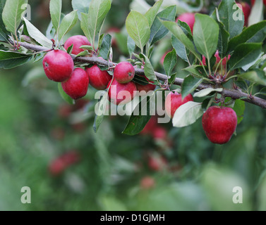 Close up of natural apples on apple trees in the spring Stock Photo