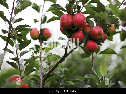 Close up of natural apples on apple trees in the spring Stock Photo