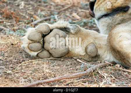 Lion's paw Stock Photo