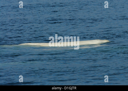 Beluga (Delphinapterus leucas), Longyearbyen, Svalbard Stock Photo