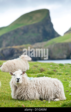 Domestic sheep. Fair Isle, Shetland Islands, Scotland, United Kingdom, Europe Stock Photo