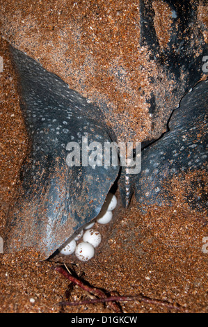 Close-up of leatherback turtle (Dermochelys coriacea) showing eggs being laid, Shell Beach, Guyana, South America Stock Photo