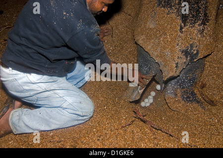 Leatherback Turtle (Dermochelys coriacea) Laying Eggs on Beach Stock ...