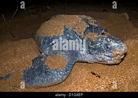 Frontal view of a nesting Leatherback turtle (Dermochelys coriacea), Shell Beach, Guyana, South America Stock Photo