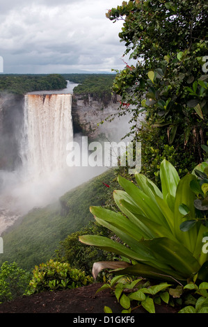 Giant Tank Bromeliad (Brocchinia micrantha) with Kaieteur Falls in the background, Kaieteur National Park, Guyana, South America Stock Photo