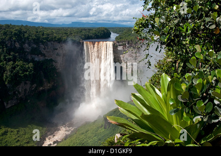 Giant Tank Bromeliad (Brocchinia micrantha) with Kaieteur Falls in the background, Kaieteur National Park, Guyana, South America Stock Photo