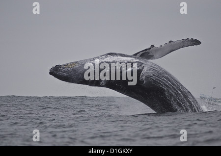 Breaching humpback whale (Megaptera novaeangliae), Ecuador, South America Stock Photo