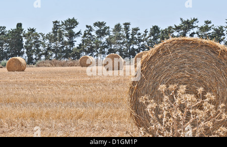 Rolled hay bales in field in Cyprus , Stock Photo