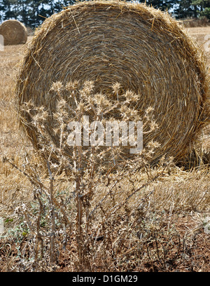 Rolled hay bales in field in Cyprus , Stock Photo