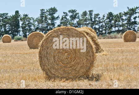 Rolled hay bales in field in Cyprus , Stock Photo