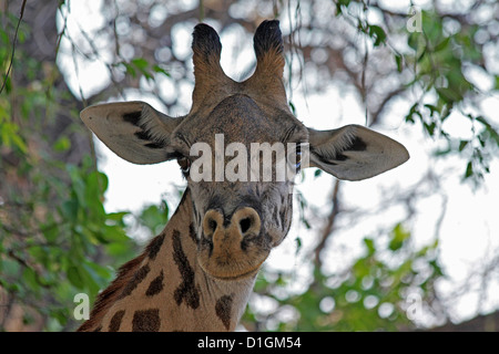 Thornecroft's Giraffe Stock Photo