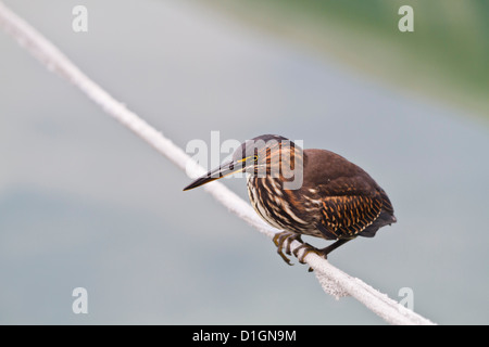 Juvenile striated heron (Butorides striata), Puerto Ayora, Santa Cruz Island, Galapagos, UNESCO World Heritge Site, Ecuador Stock Photo