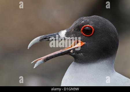 Swallow-tailed gull (Creagrus furcatus), Genovesa Island, Galapagos Islands, UNESCO World Heritge Site, Ecuador, South America Stock Photo