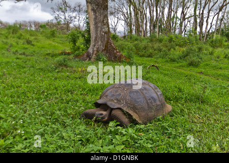 Wild Galapagos giant tortoise (Geochelone elephantopus), Santa Cruz Island, Galapagos Islands, Ecuador, South America Stock Photo