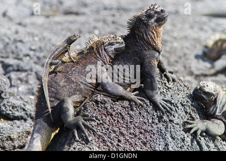 Galapagos marine iguana (Amblyrhynchus cristatus), Fernandina Island, Galapagos Islands, Ecuador, South America Stock Photo