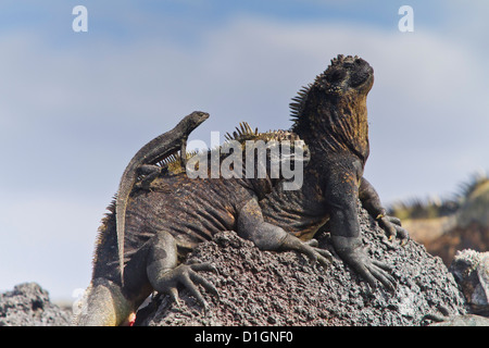 Galapagos marine iguana (Amblyrhynchus cristatus), Fernandina Island, Galapagos Islands, Ecuador, South America Stock Photo