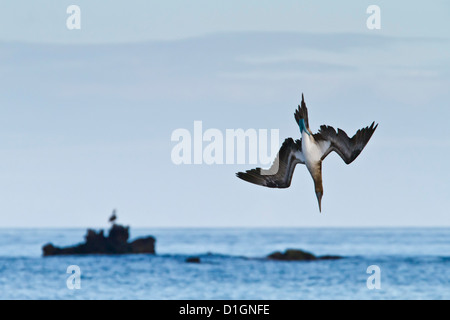 Blue-footed booby (Sula nebouxii), Cormorant Point, Floreana Island, Galapagos Islands, Ecuador, South America Stock Photo