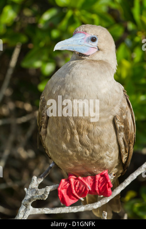 Red-footed  booby (Sula sula), Genovesa Island,  Galapagos Islands, UNESCO World Heritage Site, Ecuador, South America Stock Photo